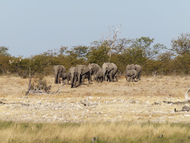 Elephant, Etosha National Park, Rietfontein